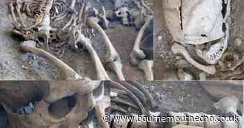 Human remains at Dorset hillfort were not from single 'battle' event