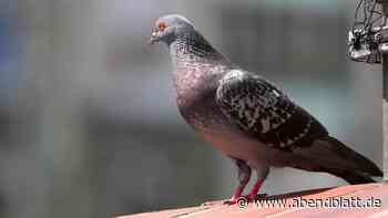 Tauben im Terminal: Wie der Flughafen Hamburg dieses Problem löst