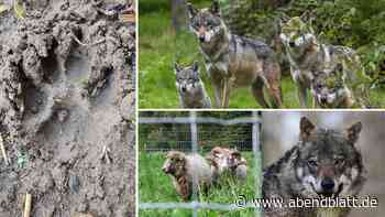 Rückkehr des Wolfs: Was seit 2011 im Süden Hamburgs geschah