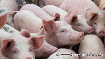 Terugtrekking Vion schudt Duitse varkensmarkt op