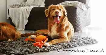 Early warning signs of strokes in dogs to look for as vet says it's 'pretty common'