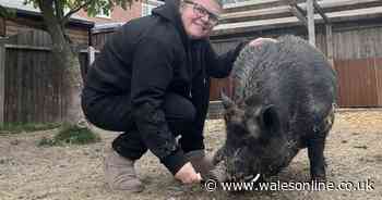 Neighbours in bitter row over 'loud and smelly' pet pig - but owner slams complaint as hogwash