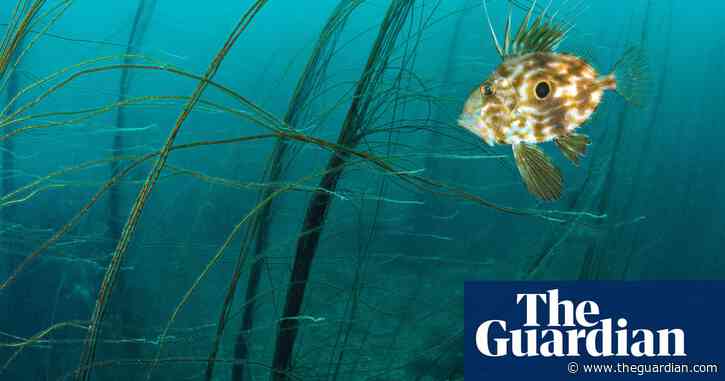 ‘Unprecedented’ marine heatwave hits waters around Devon, Cornwall and Ireland