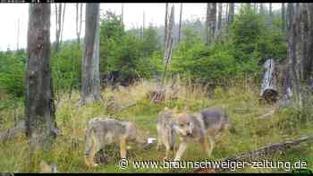 Wolf bei Osterode gefilmt: Sind die Sorgen um Kinder begründet?