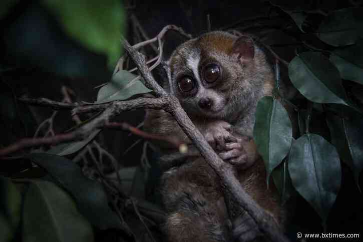 Bronx Zoo to reopen iconic ‘World of Darkness’ exhibit on July 12