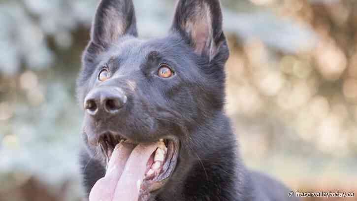 B.C. man charged for allegedly stabbing Police Service Dog Rebel during high-risk incident