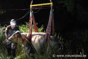 Brandweer heeft uurtje werk om rund uit diepe gracht te redden