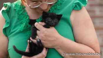 Kleine weeskitten heeft protheses of een rolstoel nodig: “Trusty verdient een toekomst”