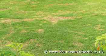 Expert shares simple garden advice for grass that's looking brown and patchy