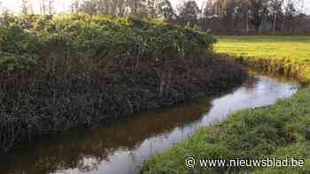 Permanent onttrekkingsverbod beschermt vallei van Het Merkske beter tegen droogte