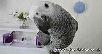 Joy as missing African Grey parrot found by school children over 30 miles away