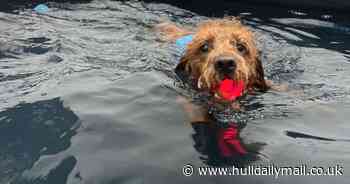 Man, 23, opens Hull's 'first fun swimming pool for dogs' and it's already a hit
