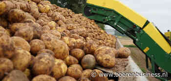 NEPG: Te veel optimisme drijft aardappelareaal op