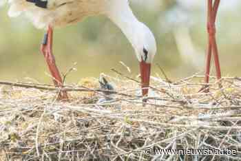 Droogte teistert ooievaarskolonie in het Zwin, waar amper vier jongen zullen overleven: “Gebrek aan voedsel”