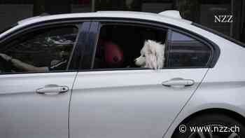 Gassigehen verboten: Warum Irans Regime keine Hunde auf den Strassen will