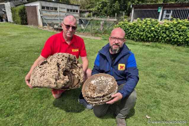 Wespenverdelgers Koen en Nicky zien Aziatische hoornaar verder oprukken: “We hebben dit probleem niet onder controle”