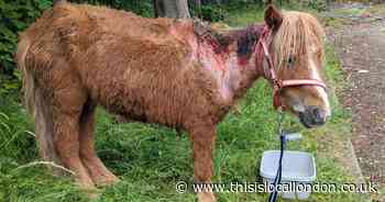 Abandoned pony left tied up with deep wounds infected with maggots in Sidcup