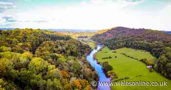 The woodland walk that ends with a ruined abbey and a lovely coffee shop