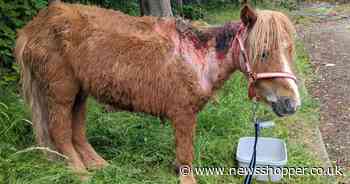 Abandoned pony left tied up with deep wounds infected with maggots in Sidcup