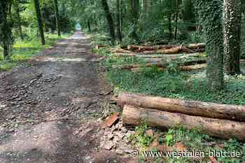 Windräder in Halle: Artenschutzgutachten verzögern sich