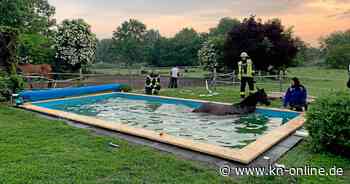 Pferd springt in Pool – Feuerwehr muss ungewöhnliche Rettungsaktion durchführen