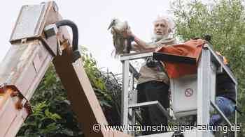 Für die Forschung: Braunschweiger Jungstörche tragen Ringe