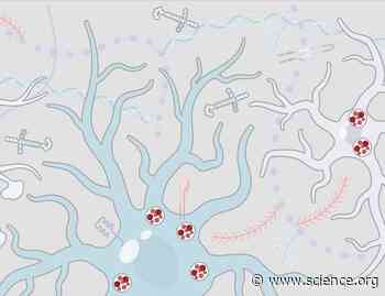 Decoding extracellular matrix–lysosome cross-talk and its implications for neurodegenerative diseases | Science Signaling