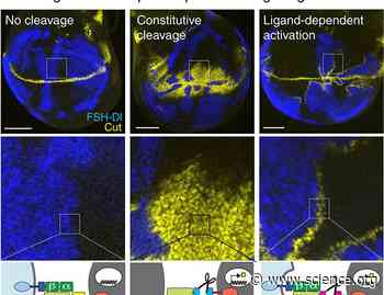 An in vivo screen identifies diverse domains that can act as force-dependent proteolytic switches for Notch activation | Science Signaling
