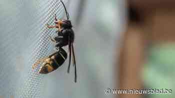 Lanaken vangt 133 koninginnen van de Aziatische hoornaar