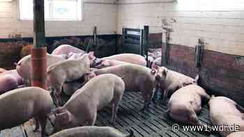 Schwere Vorwürfe gegen Schweinezüchter und Metzgerei