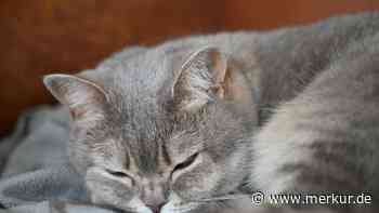 „Elion hat uns verlassen“: Tierheim in Mittelfranken wendet sich mit trauriger Botschaft an die Öffentlichkeit