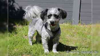 „Leidet sehr unter dem Alleinsein“: Hund Gottlieb sucht dringend neues Zuhause