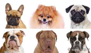 Rechter: stamboom voor kortsnuit alleen met dierenartsverklaring!