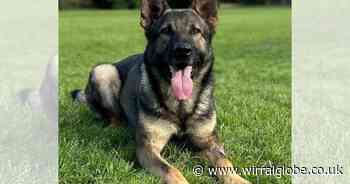 Merseyside Police pay heartbreaking tribute to ‘exceptional’ Police Dog Brutus
