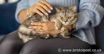 Pet behaviourist shares reason cats might bite even when you pet them