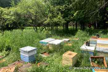 Bee-loving bear the suspect after Harriston bee yards destroyed