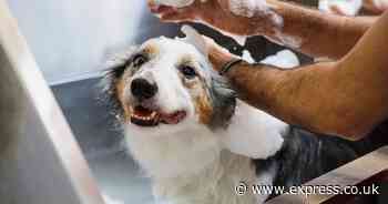 Woman who quit office job to be dog groomer shares what she's earning now