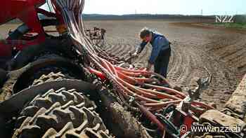 Kein Land verbraucht pro Kopf mehr Kartoffeln als Weissrussland – ihr plötzlicher Mangel wird zum Problem für den autoritären Herrscher Lukaschenko