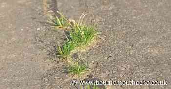 Council tests alternative to controversial weedkiller