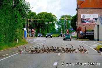 De tijdelijke verkeersremmers van Beervelde: “Wie ze nu nog wil zien, kijkt het best omhoog”