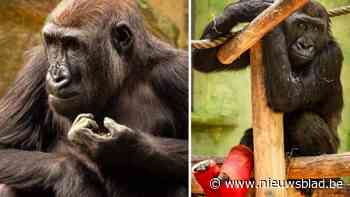 Gorillakleuter Thandie (6), die been brak in Antwerpse zoo, succesvol geopereerd: cayennepeper moet vermijden dat ze gips kapot bijt