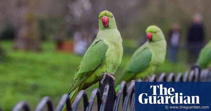 Birdwatch: the immigrant species bringing a splash of bright green to Britain
