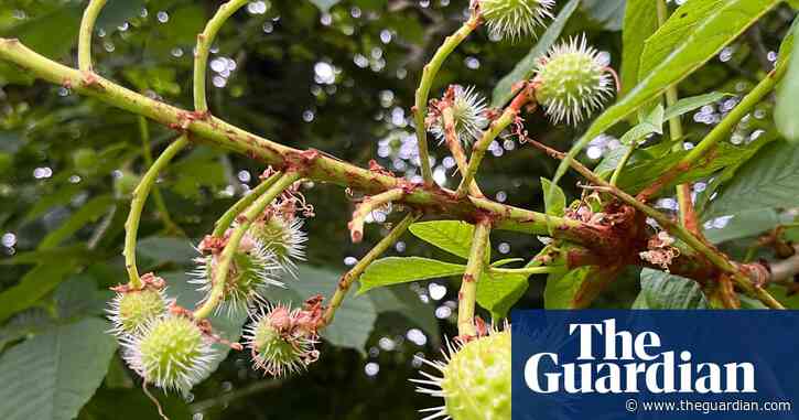 Country diary: A horse chestnut that knows a bit about risk and reward | Mary Montague