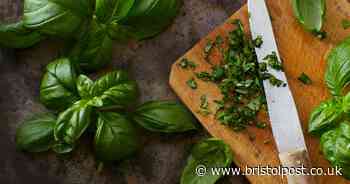 Basil plants grow bigger and tastier leaves with 1 easy task that takes 5 seconds