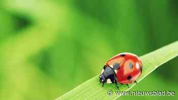 Lieveheersbeestjes bestrijden bladluizen in bomen Prinsenpad