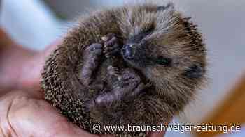 So kann Igeln in Helmstedt geholfen werden
