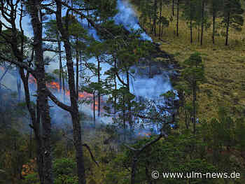 Lehrgang für Luftbeobachter: Landkreis Neu-Ulm nimmt Verhinderung von Waldbränden ins Visier