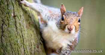 UK households given squirrel warning - urged to be on alert 'now'