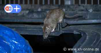 Kiel: Ratten bereiten auch in Elmschenhagen zunehmend Probleme