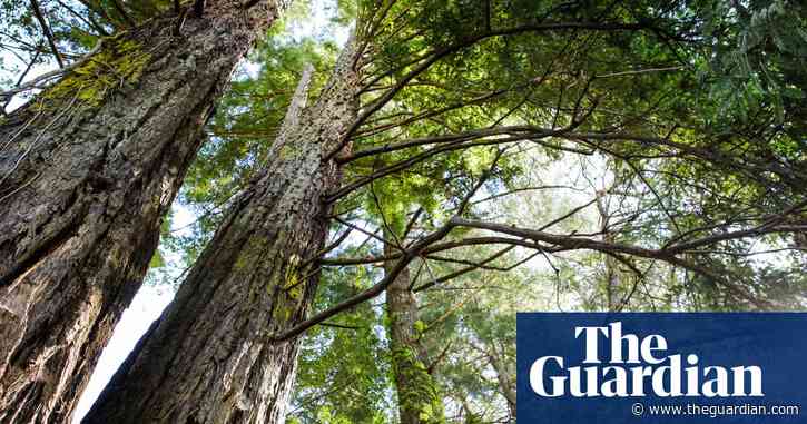 ‘Win-win’: new maps reveal best opportunities for global reforestation